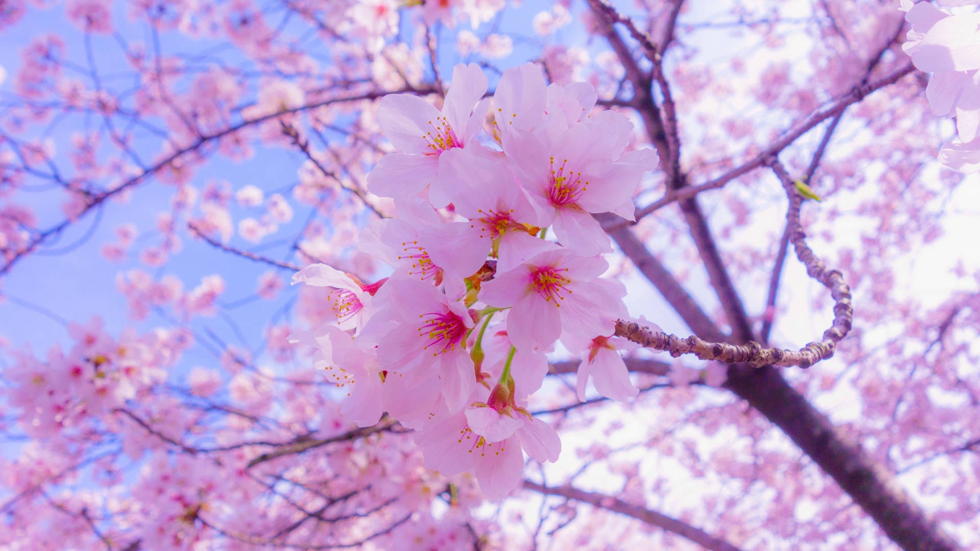Lush cherry blossoms in full bloom